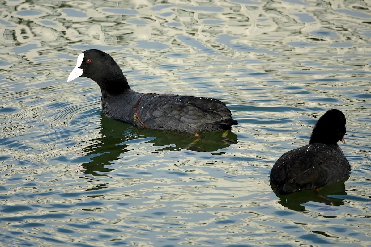 Eurasian Coot - ML647835913