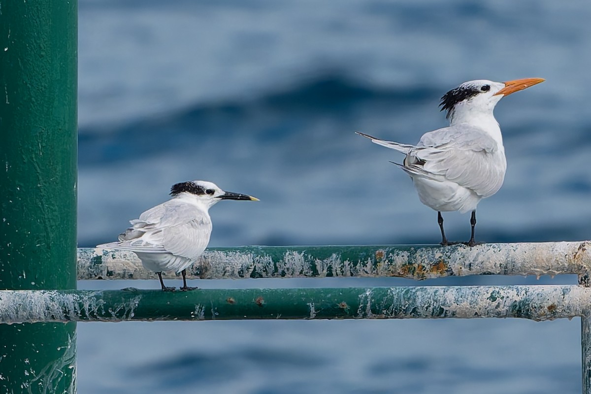 Sandwich Tern - ML647835931