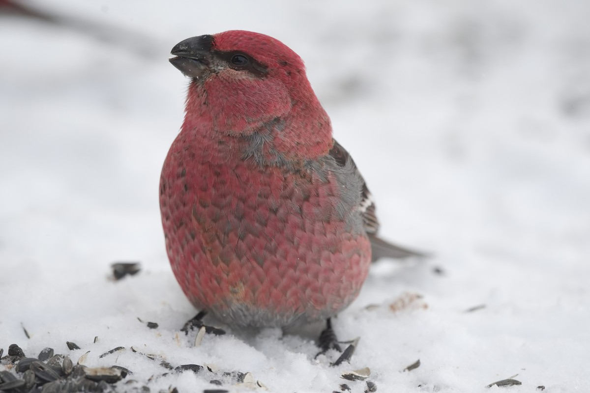 Pinu-gailupa - ML647835932