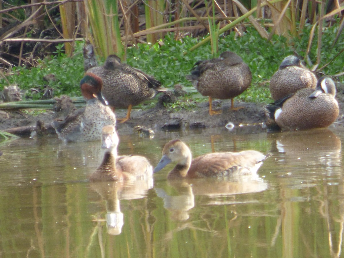Blue-winged Teal - ML647835942