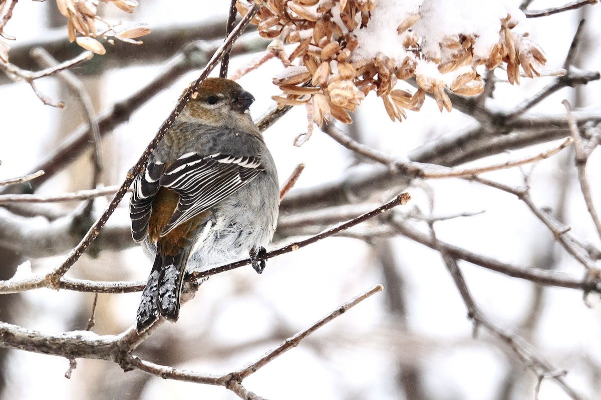 Pinu-gailupa - ML647835951