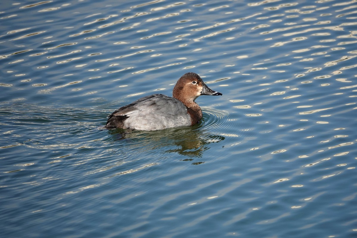 Common Pochard - ML647835954