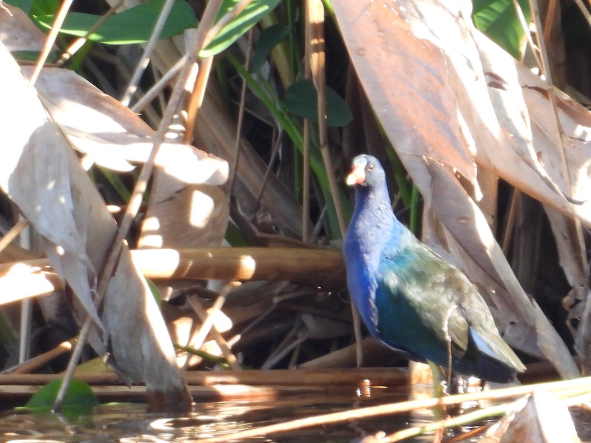 Uroilo urdin amerikarra - ML647835975