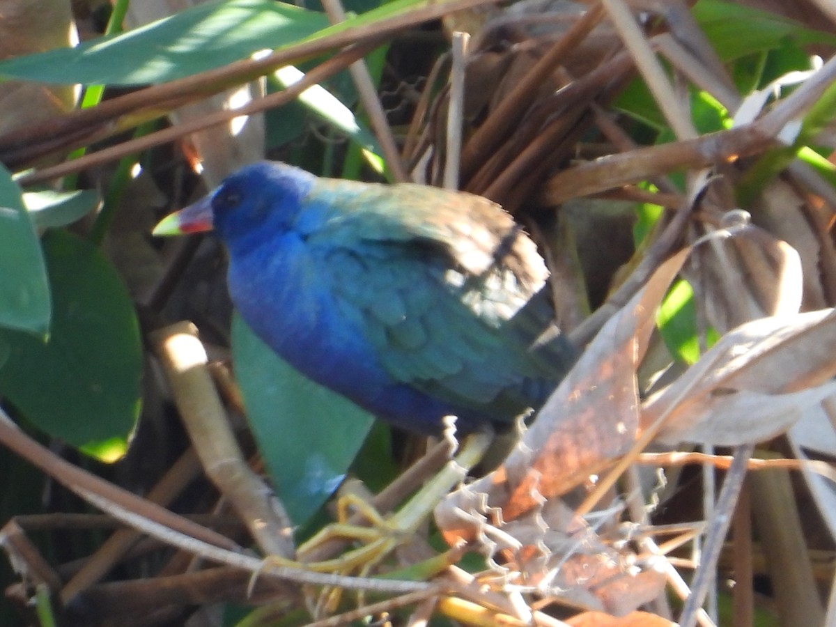 Uroilo urdin amerikarra - ML647835979