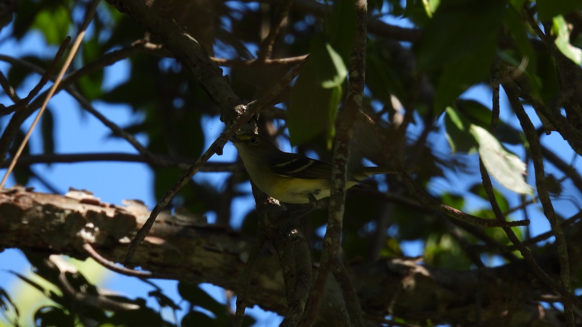 White-eyed Vireo - ML647835980