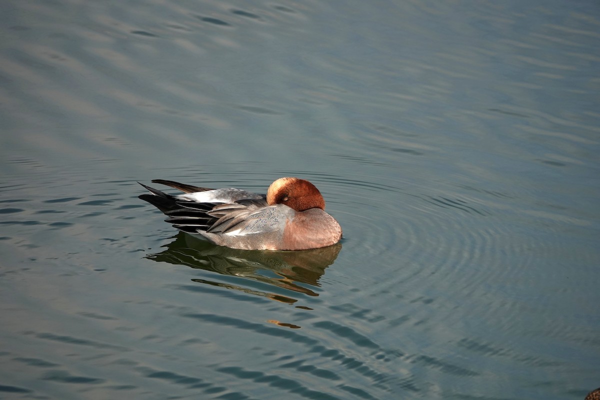 Eurasian Wigeon - ML647835982