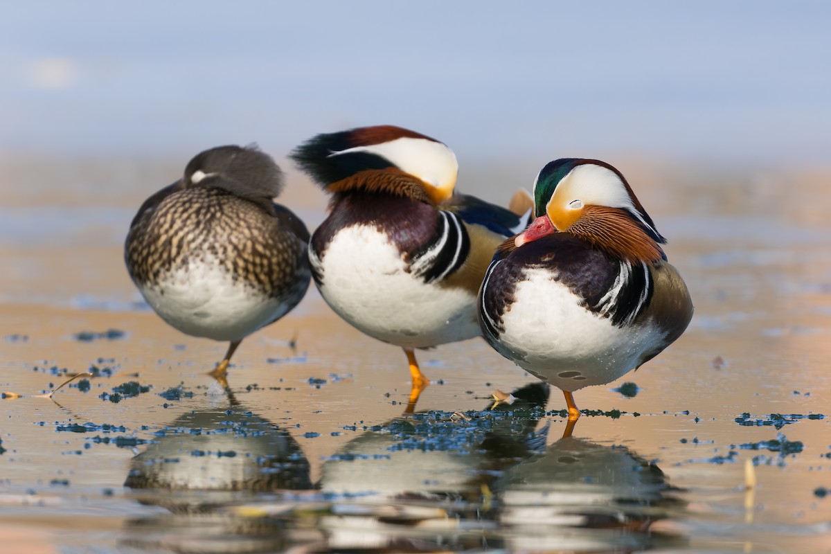 Mandarin Duck - ML647836017