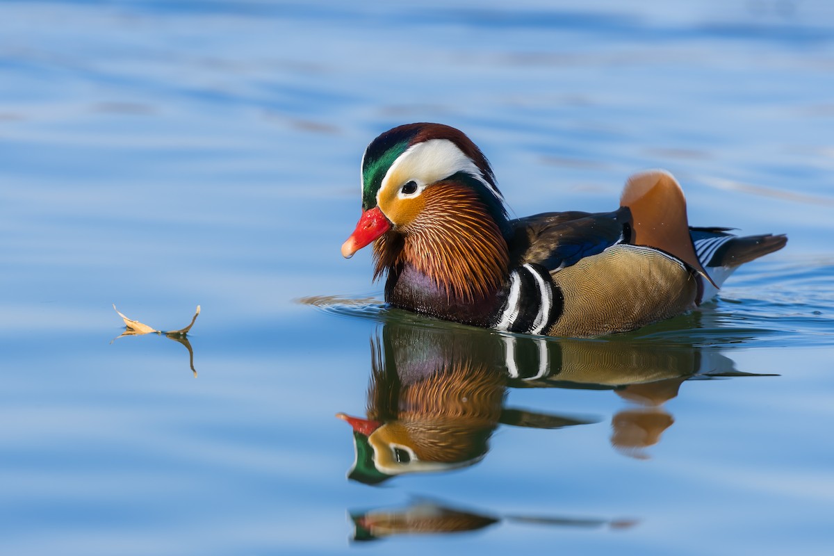 Mandarin Duck - ML647836018