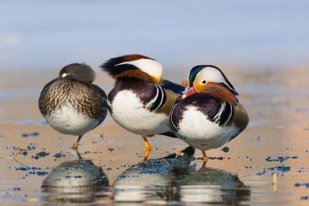 Mandarin Duck - ML647836019