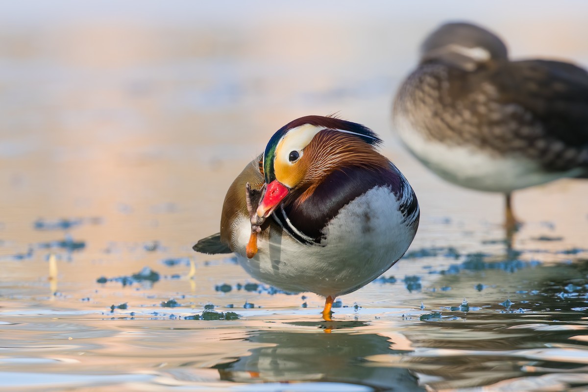 Mandarin Duck - ML647836020