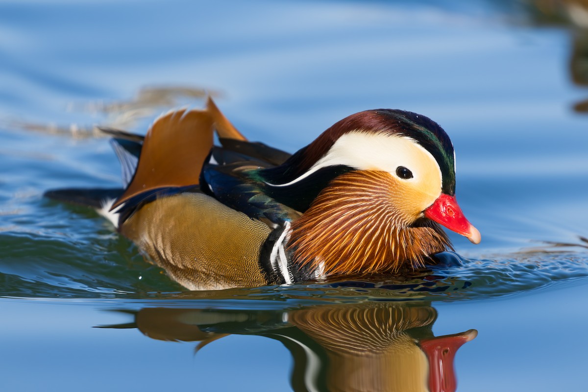 Mandarin Duck - ML647836021