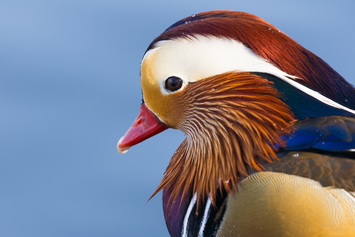 Mandarin Duck - ML647836022