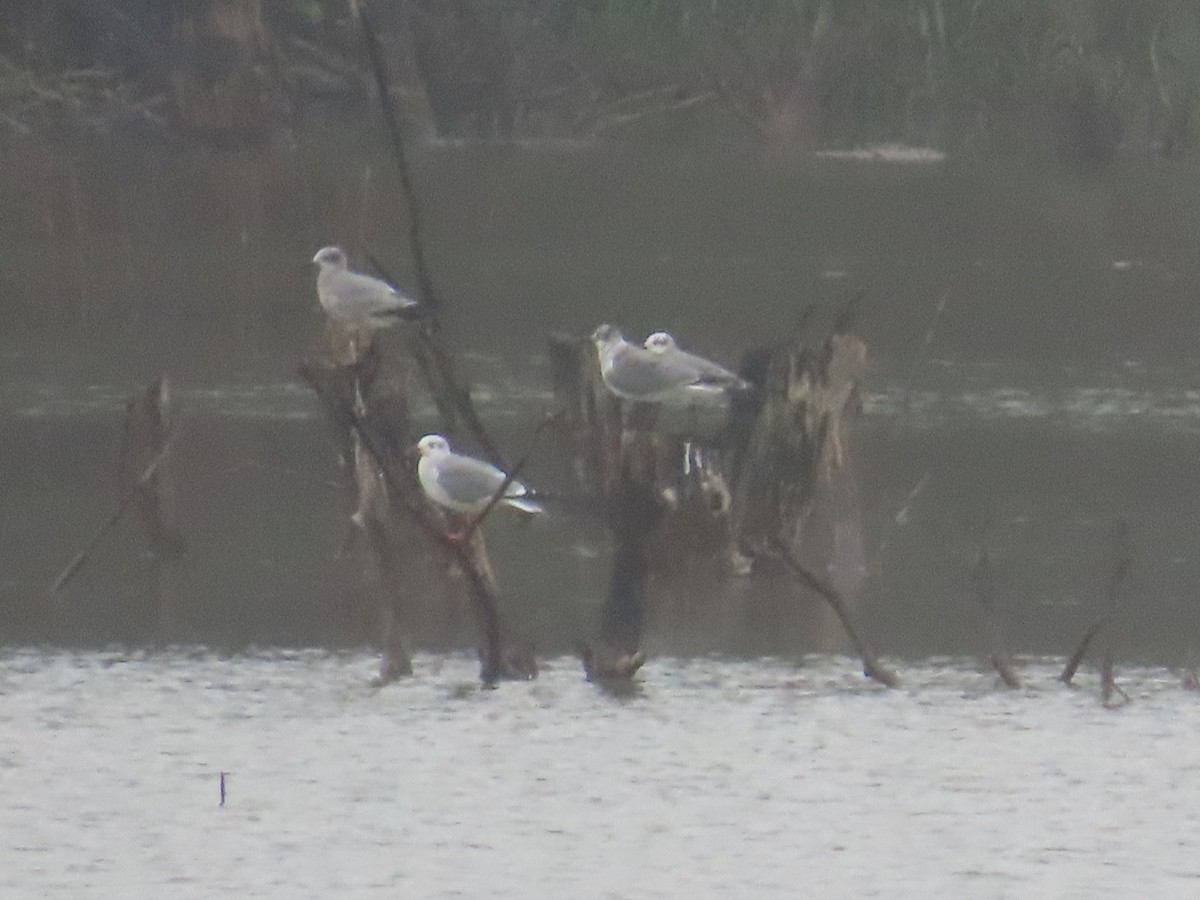 Ацтекская чайка - ML647836070