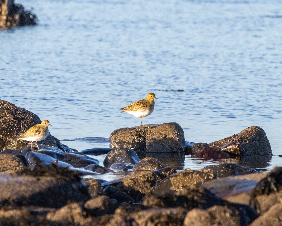 Сивка звичайна - ML647836072