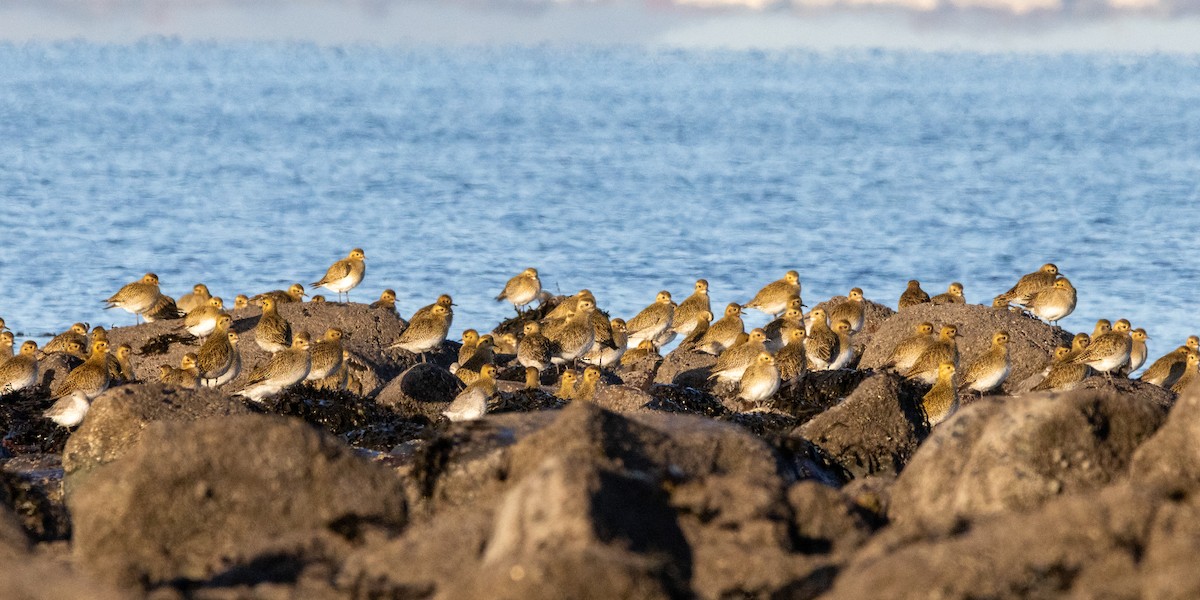 Сивка звичайна - ML647836077