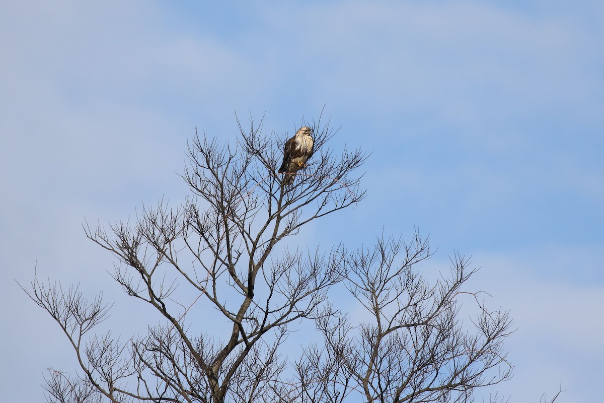 Eastern Buzzard - ML647836103