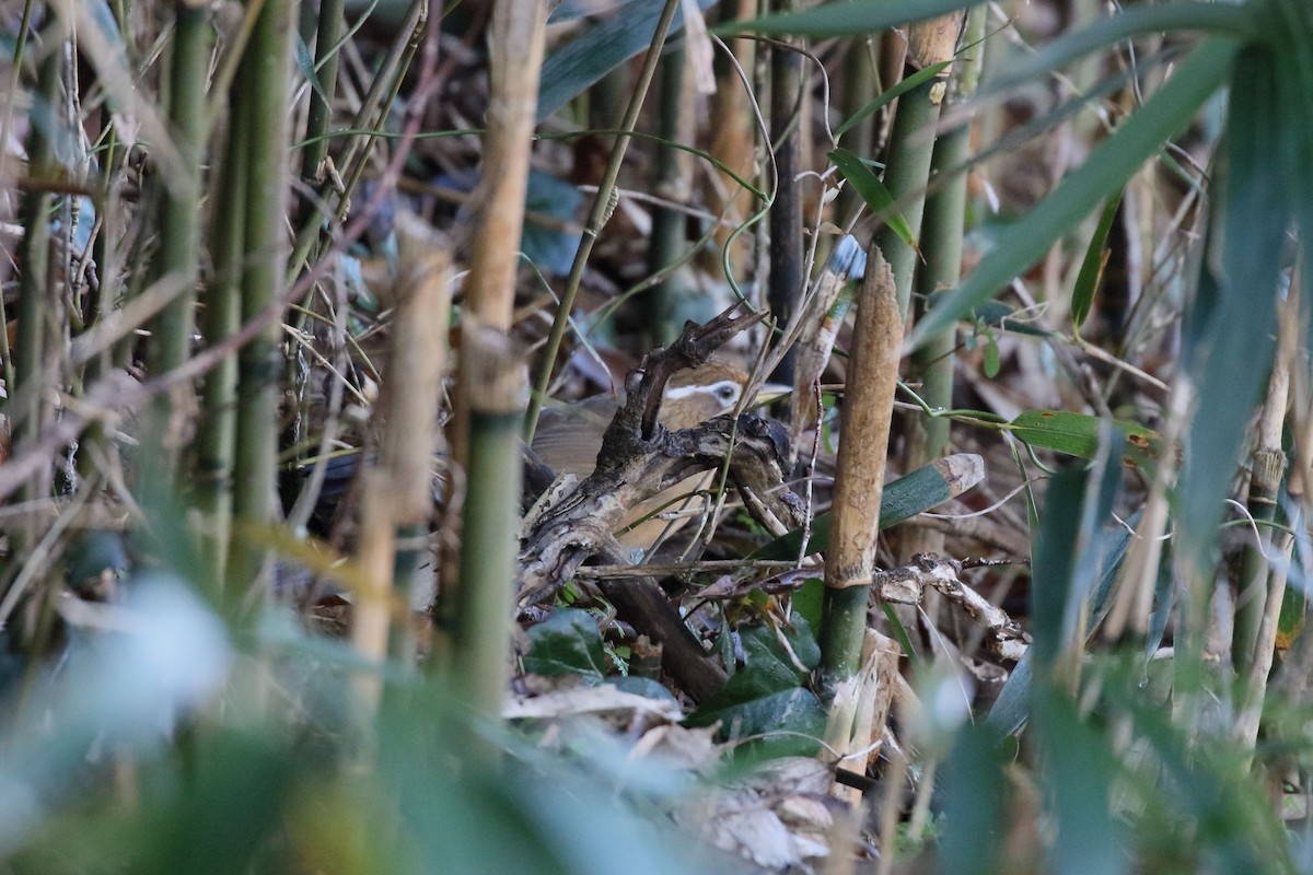 Chinese Hwamei - ML647836135