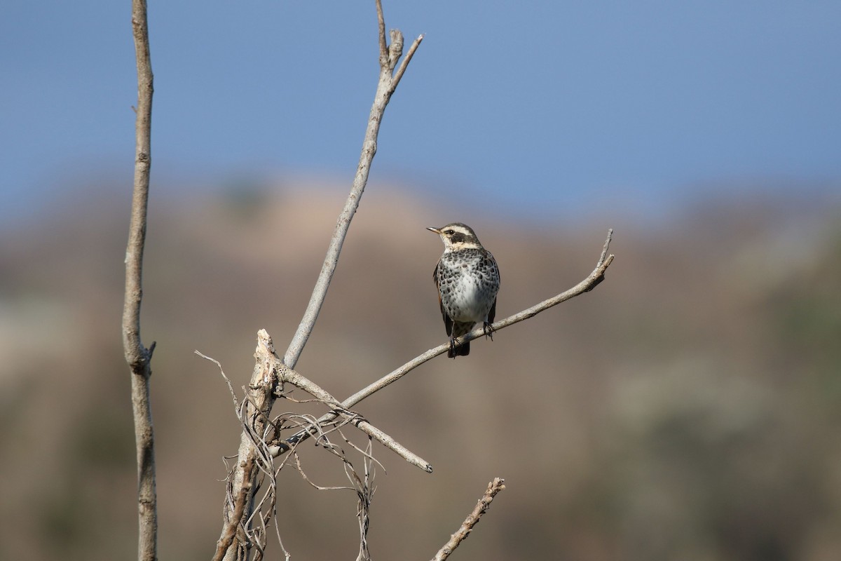 Dusky Thrush - ML647836144