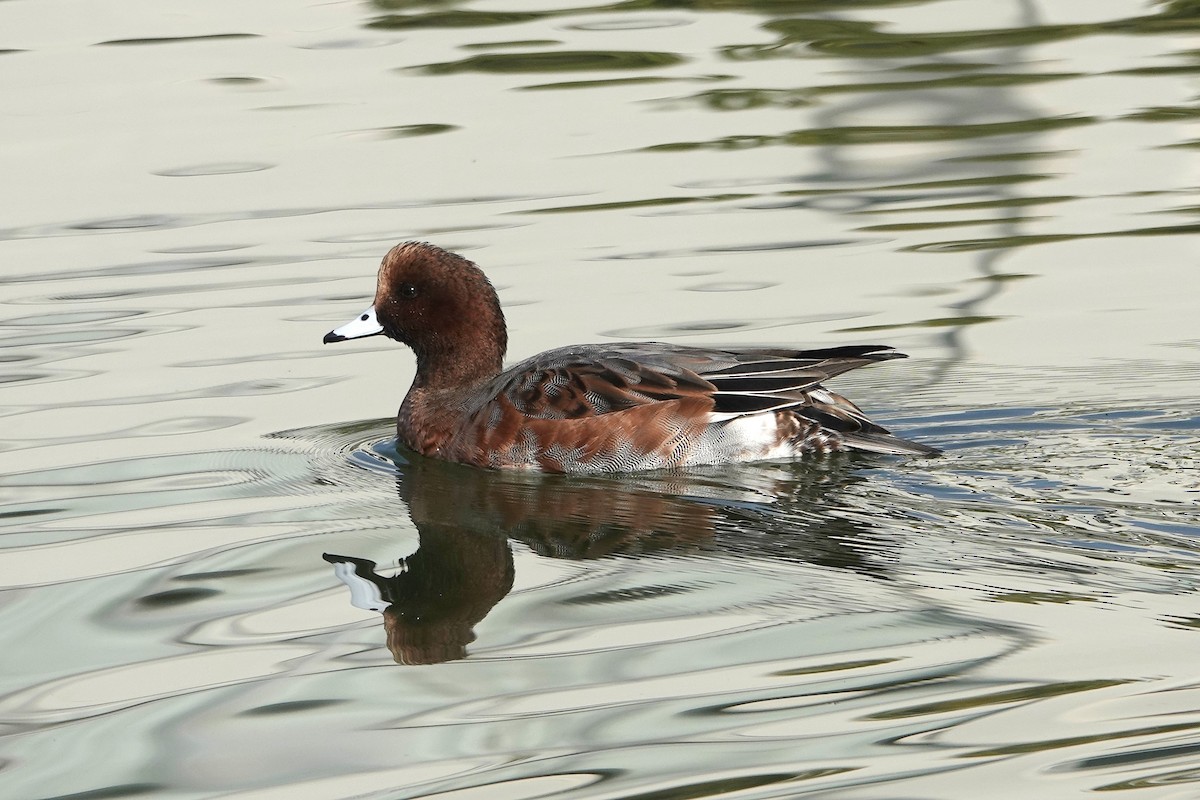 Eurasian Wigeon - ML647836157