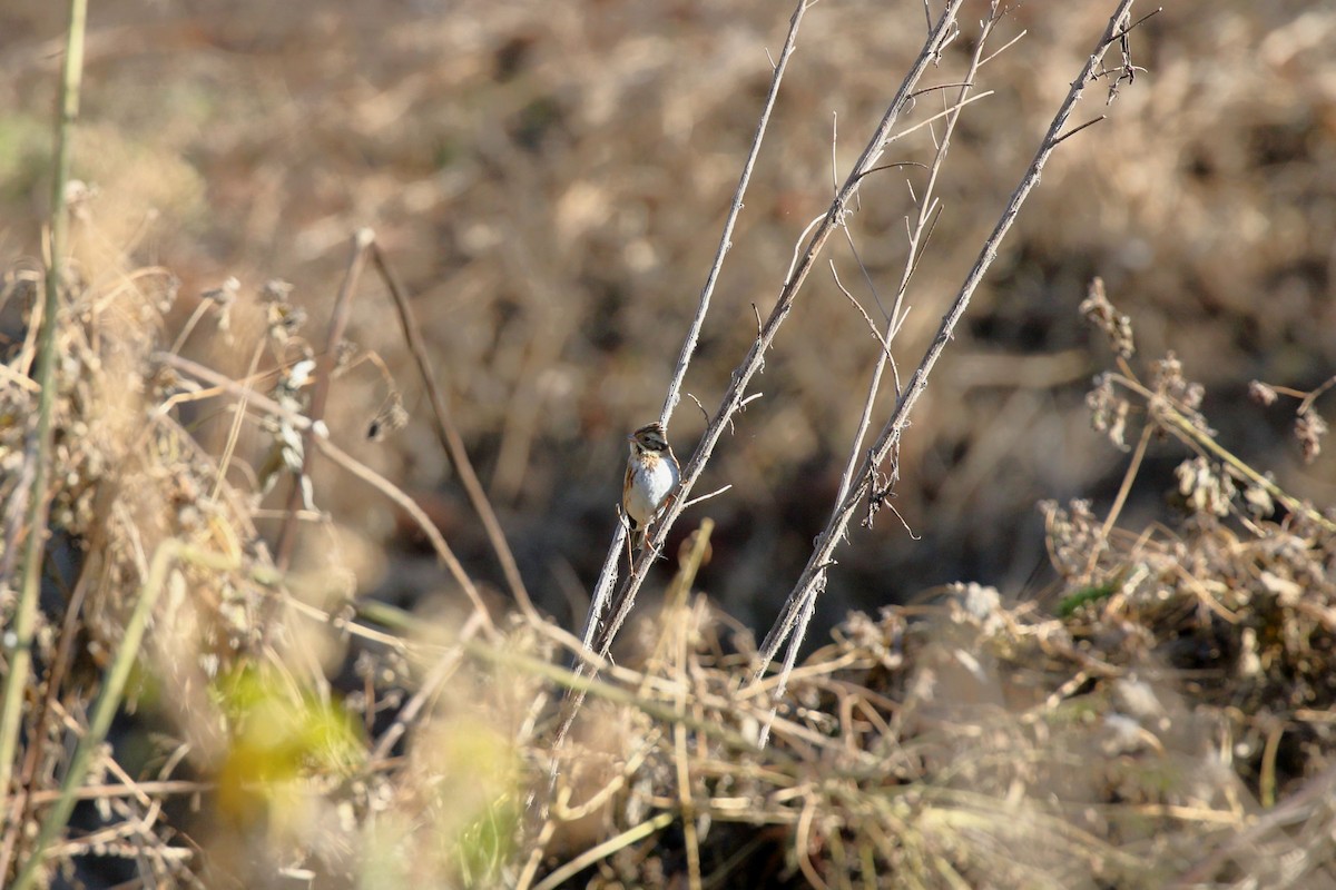 Rustic Bunting - ML647836160