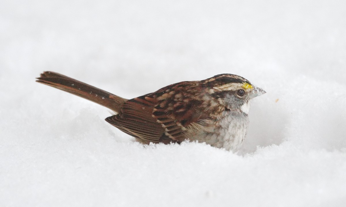 גיבתונית לבנת-גרון - ML647836167