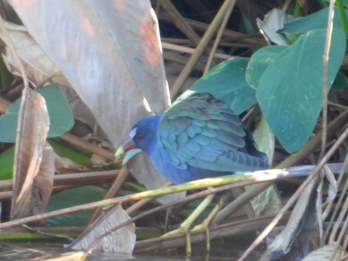 Uroilo urdin amerikarra - ML647836209