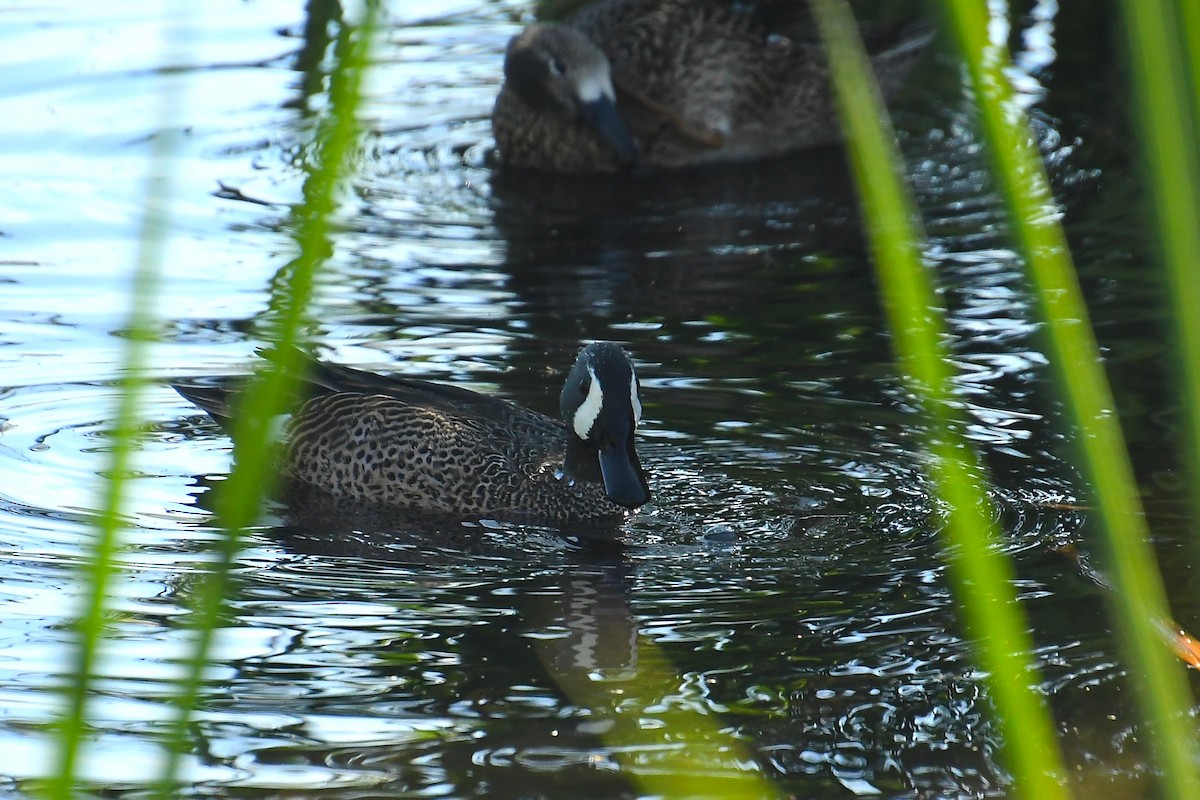 Blue-winged Teal - ML647836246