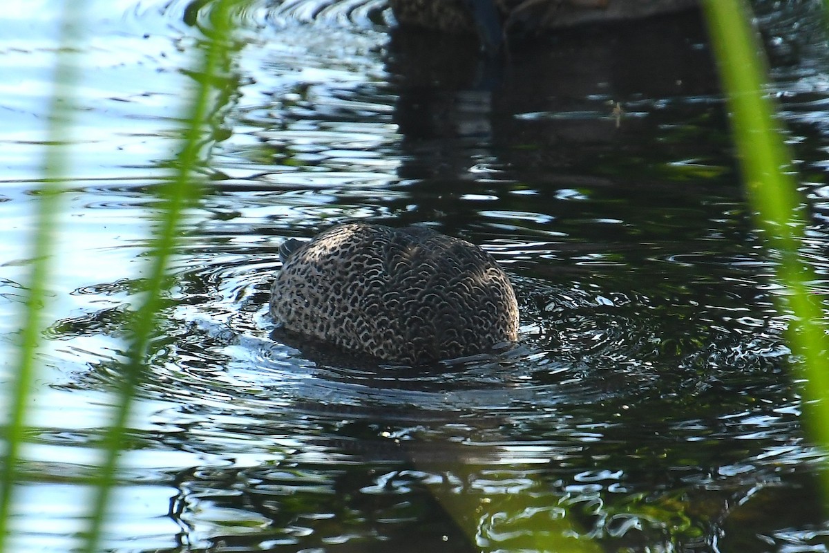 Blue-winged Teal - ML647836254