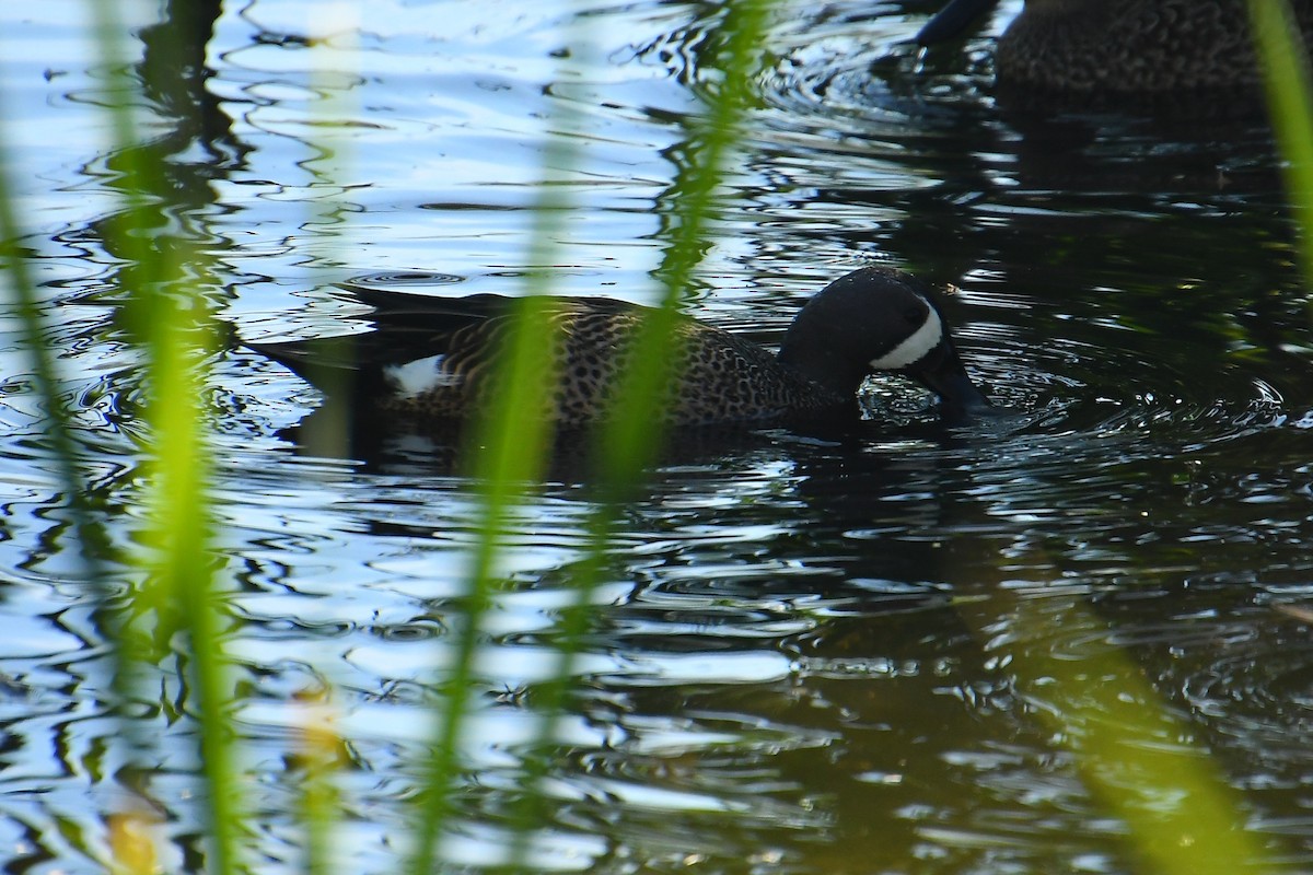 Blue-winged Teal - ML647836256