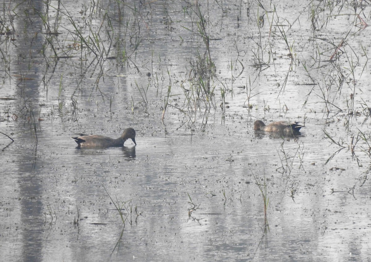 Серая утка - ML647836335