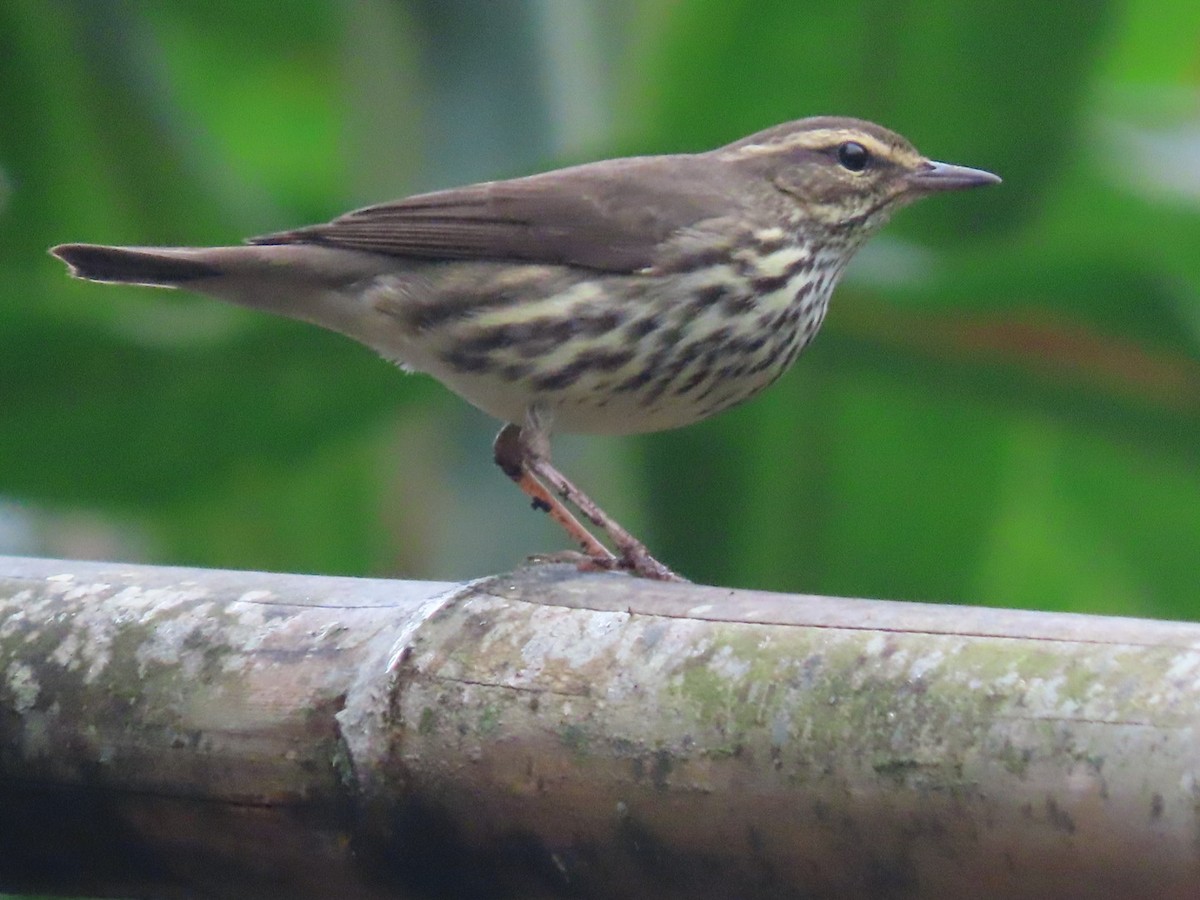 Northern Waterthrush - ML647836369