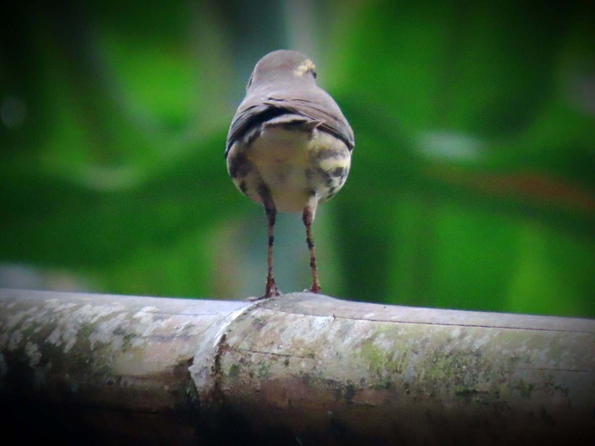Northern Waterthrush - ML647836370