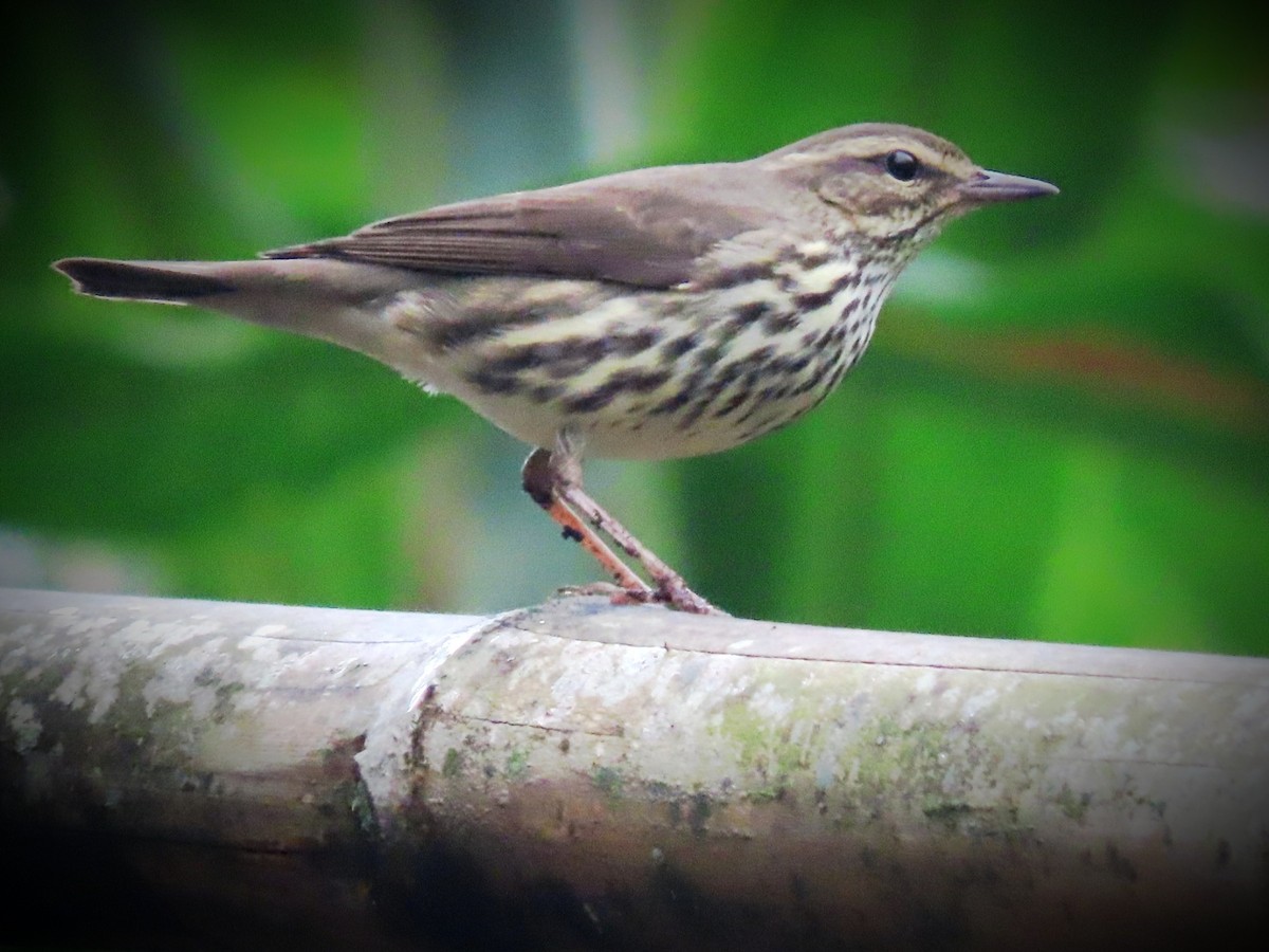 Northern Waterthrush - ML647836371