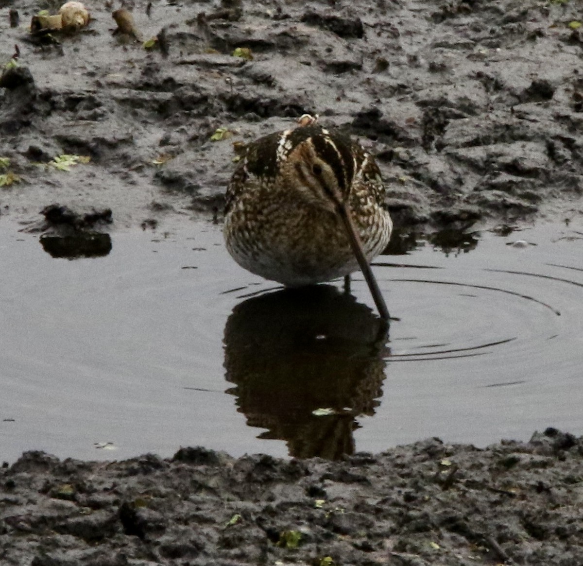 Wilson's Snipe - ML647836390