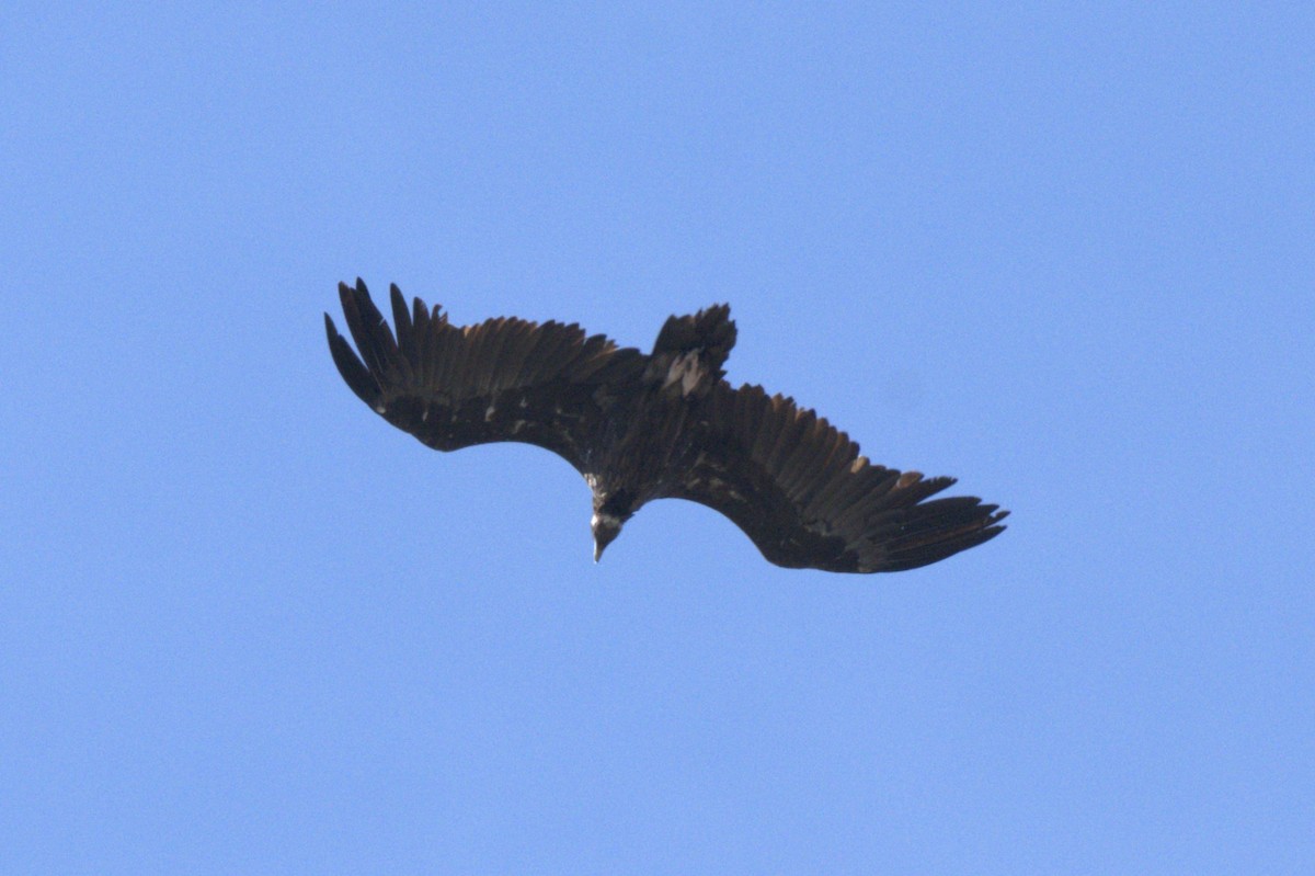 Buitre Negro - ML647836396