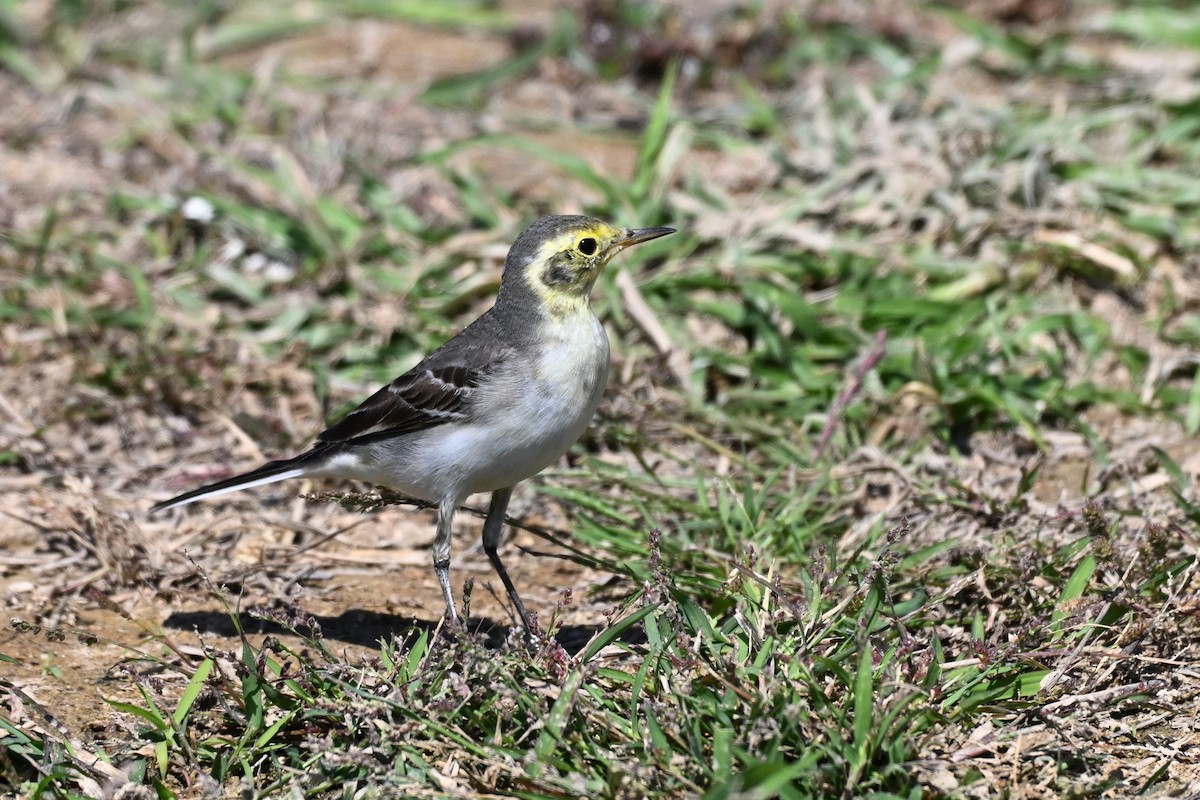 Citrine Wagtail - ML647836410