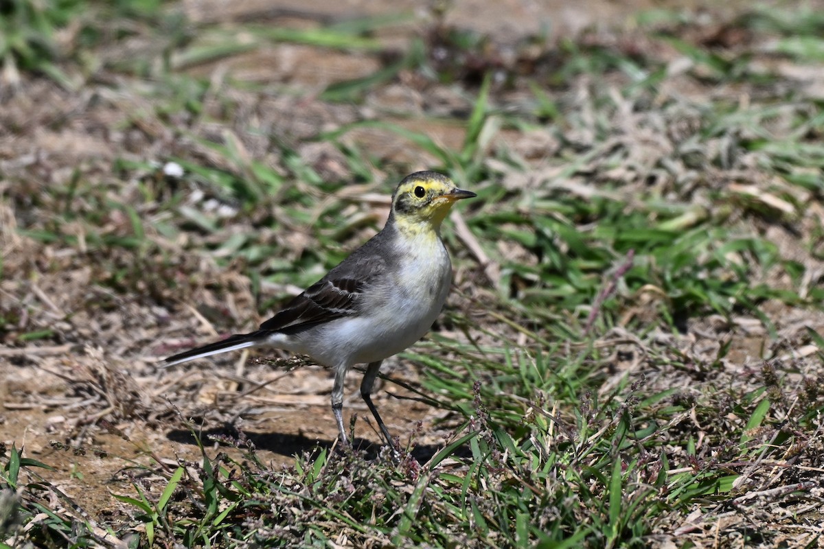Citrine Wagtail - ML647836413