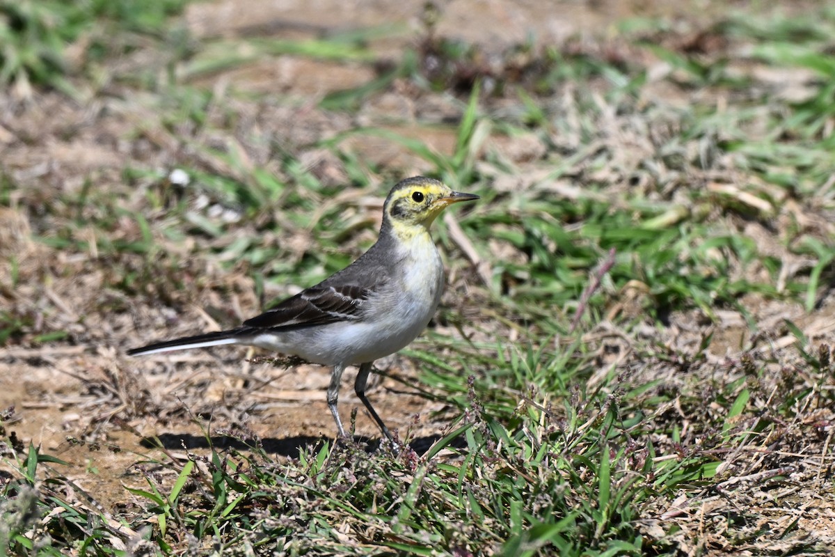 Citrine Wagtail - ML647836414