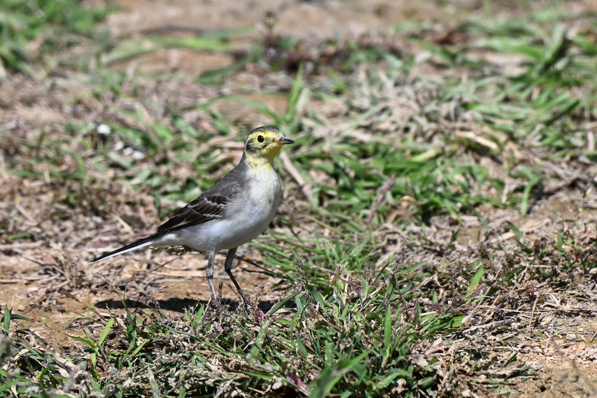 Citrine Wagtail - ML647836425