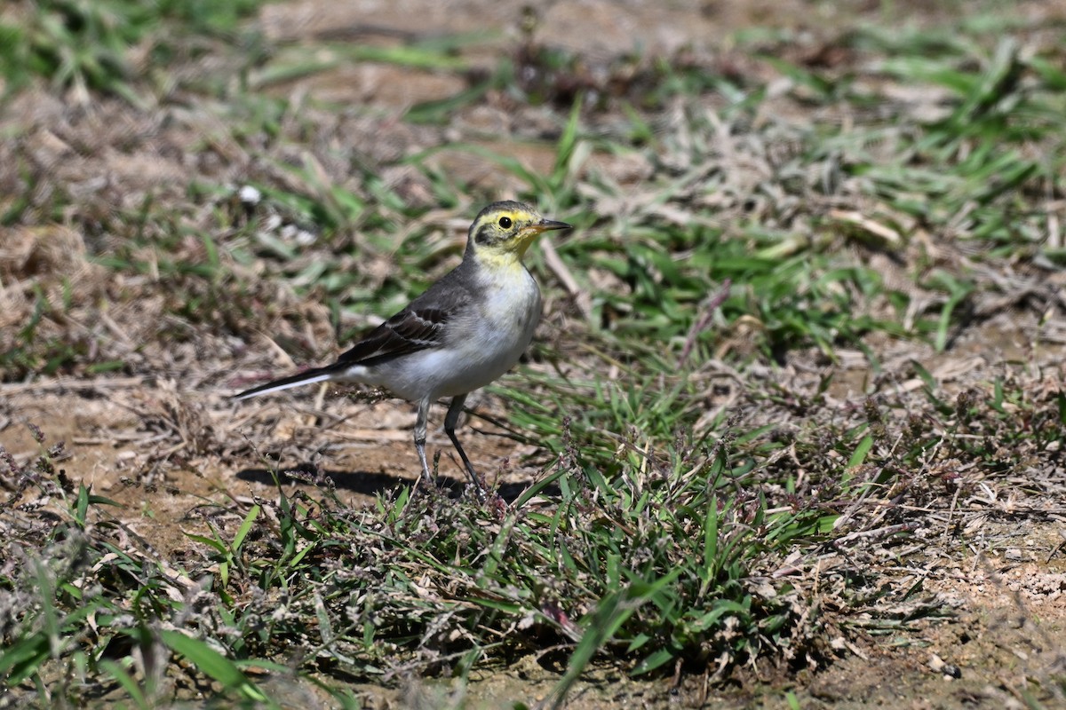 Citrine Wagtail - ML647836426