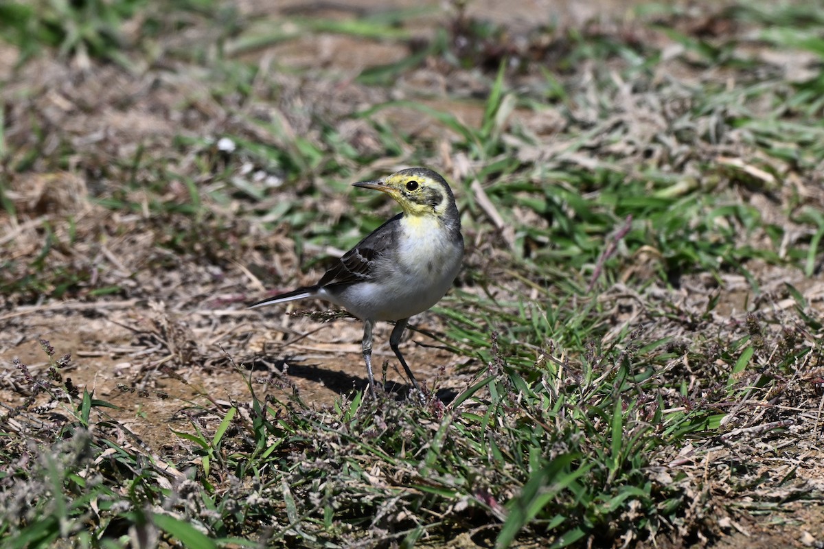 Citrine Wagtail - ML647836427