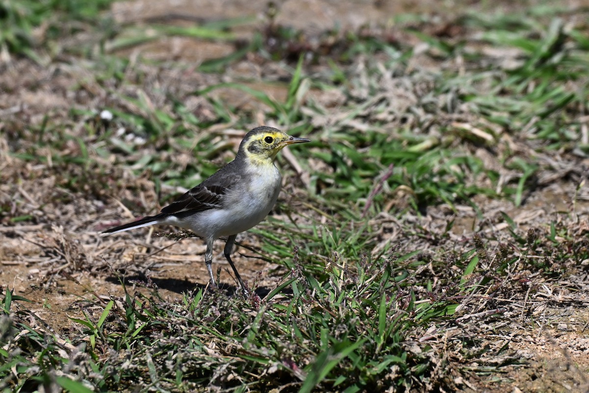 Citrine Wagtail - ML647836428