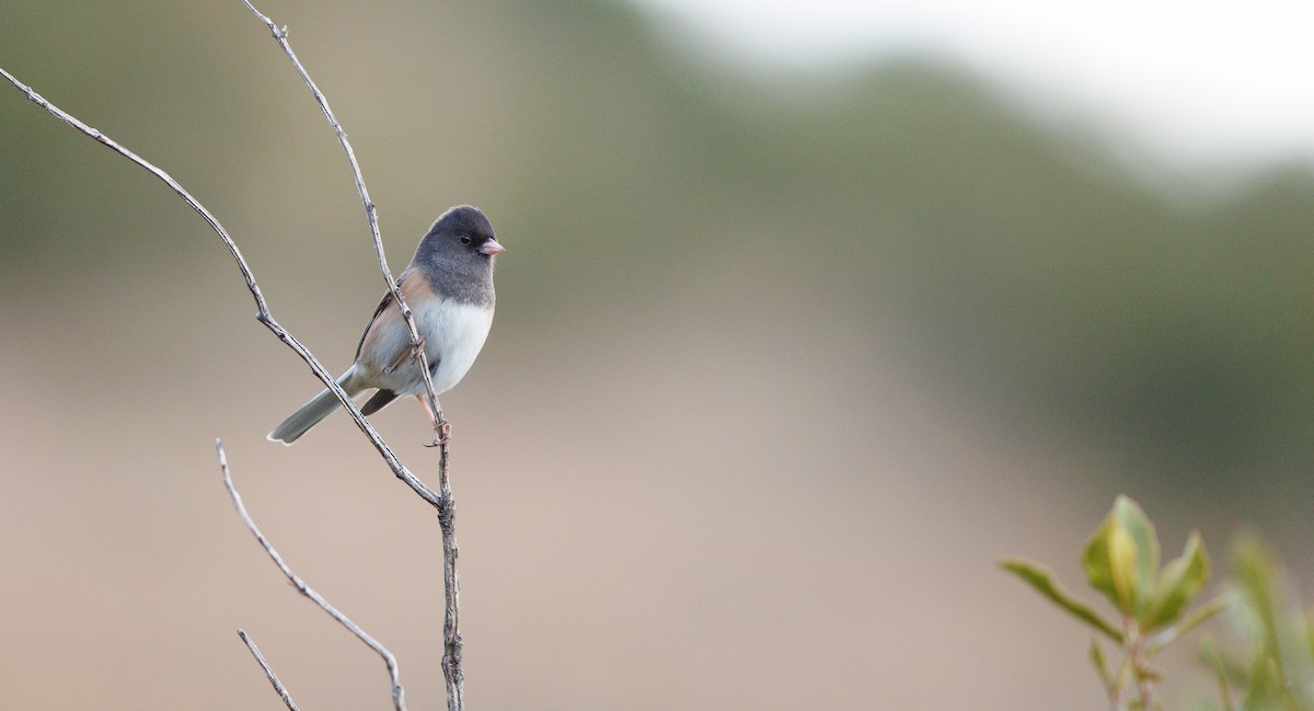 vinterjunko (oreganus gr.) - ML647836447