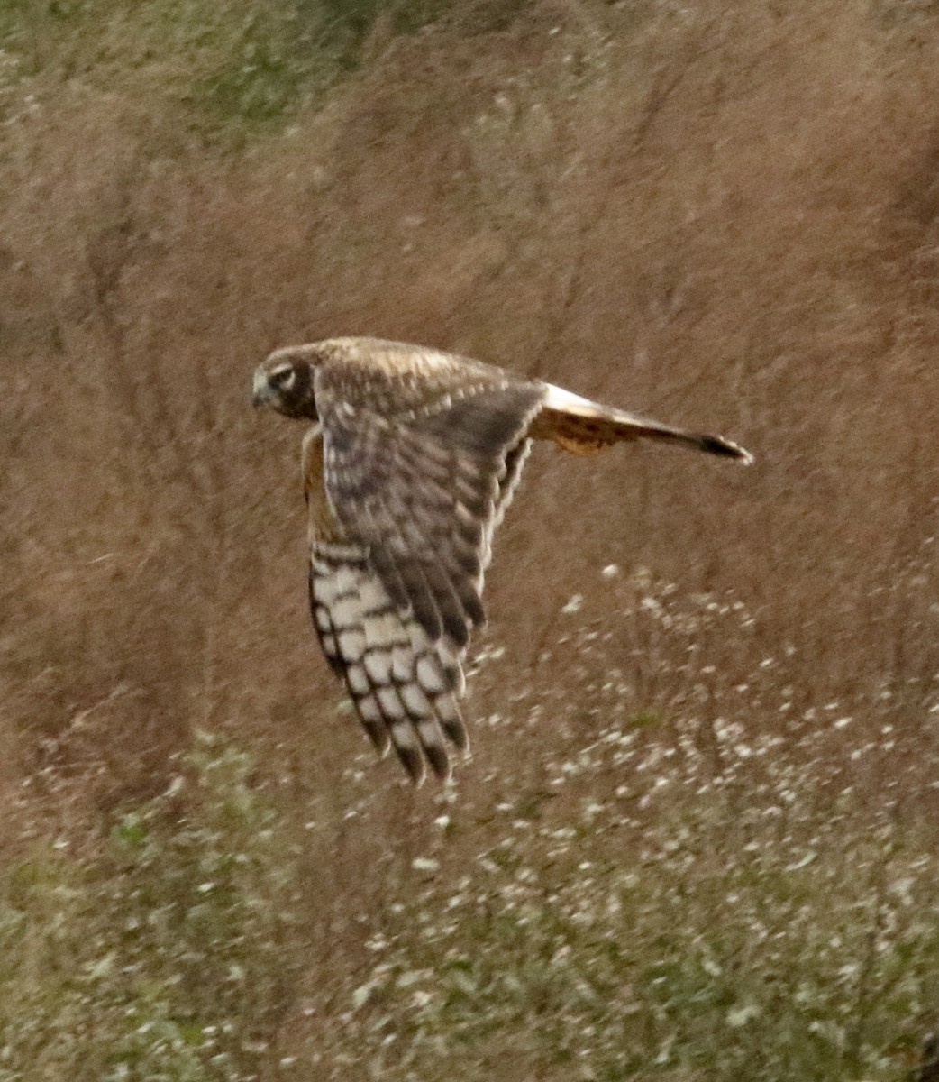 moták severoamerický - ML647836448