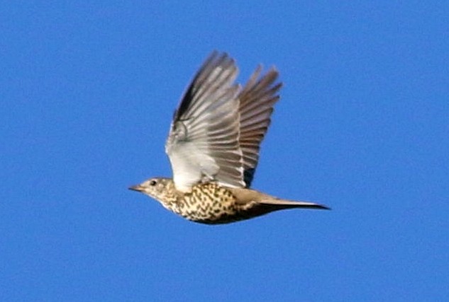 duetrost - ML647836449