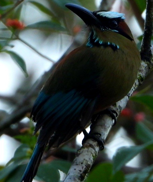 turkisbrynmotmot - ML647836450