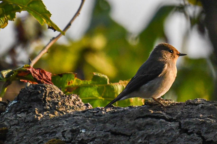 ultramarinfluesnapper - ML647836451