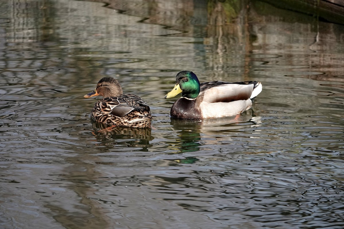 stokkand - ML647836452