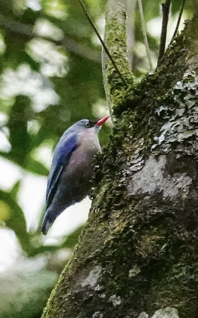 rødnebbspettmeis - ML647836453