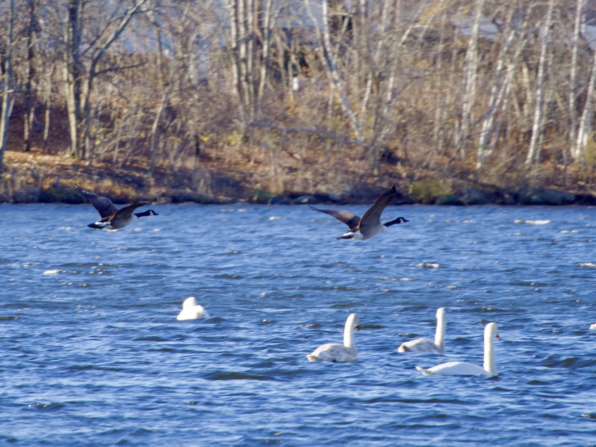 kanadagås - ML647836454